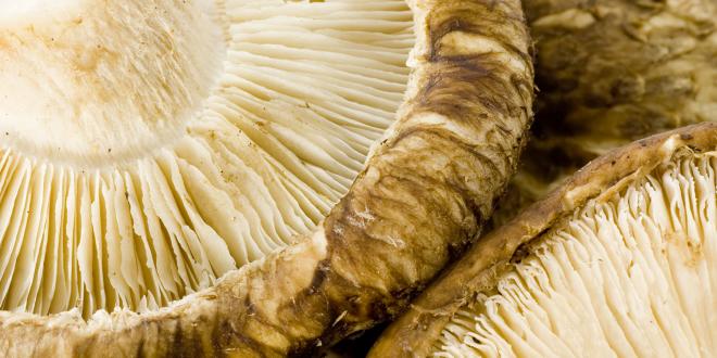 a close-up of shiitake mushroom fruiting bodies